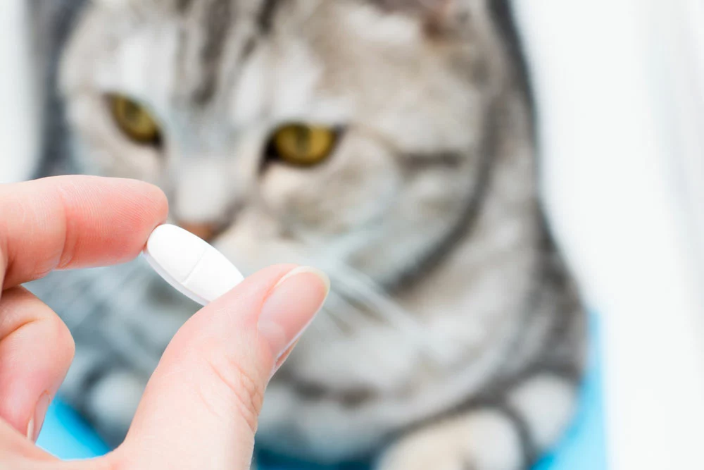 Cat looking at pill