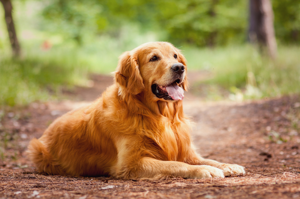 smiling dog outside