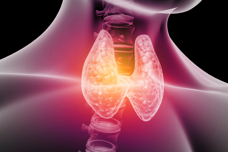 3D diagram of thyroid gland