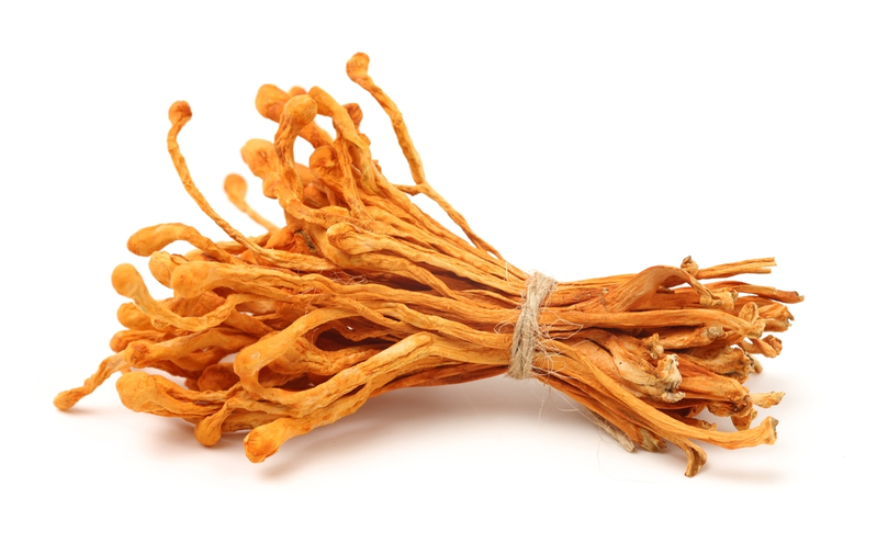 cordyceps