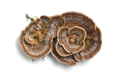 turkey tail mushroom