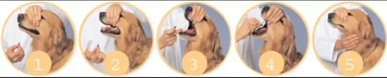 administering medicine to dog