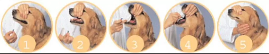 administering medicine to dog