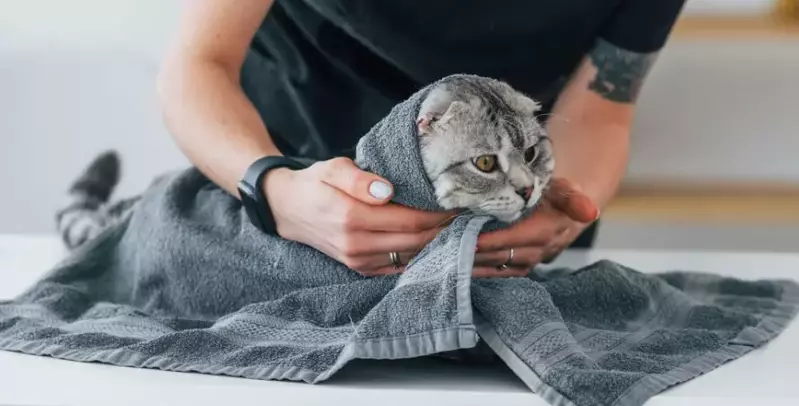 cat in towel