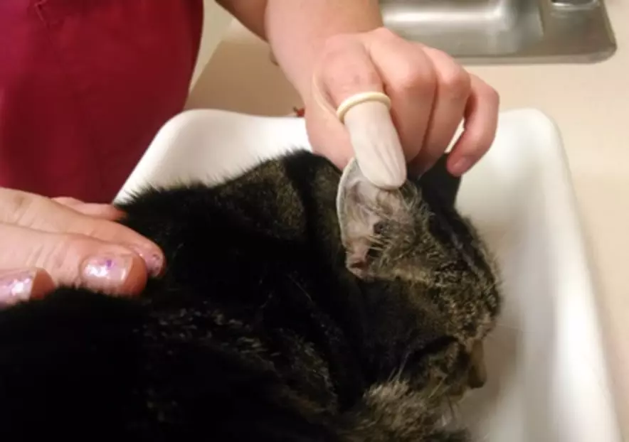 cat getting medicine on ear