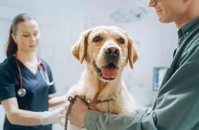 dog at vet