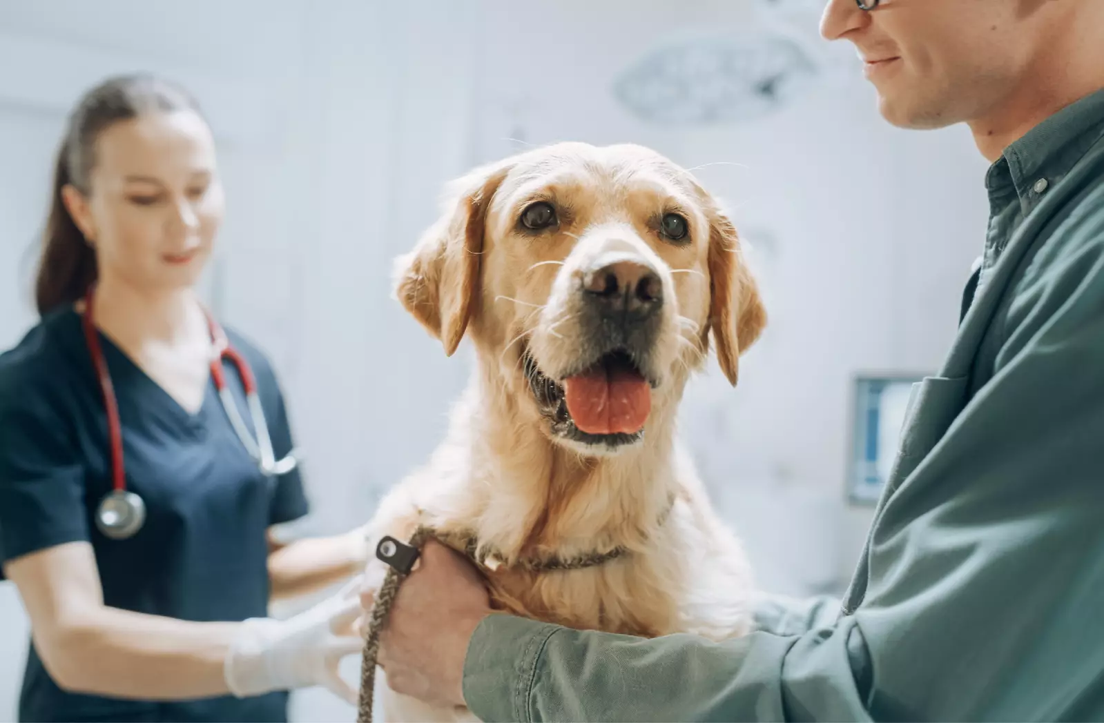 dog at vet
