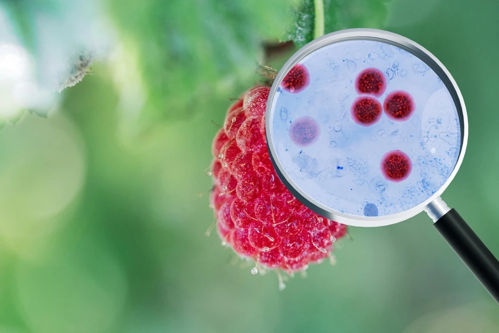 parasite on produce