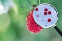 parasite on produce